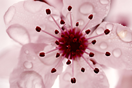 fleur